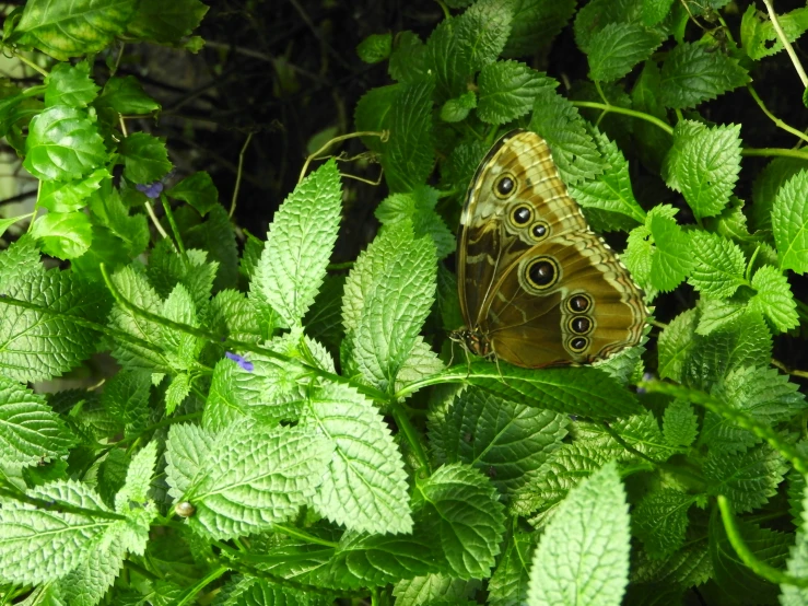 a large erfly perched on a leaf in a plant