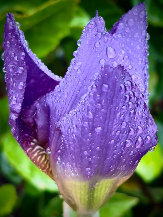 purple flower with drops of rain falling on the petals