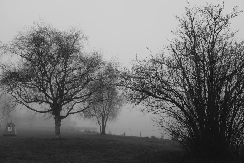 black and white po of trees on a foggy day