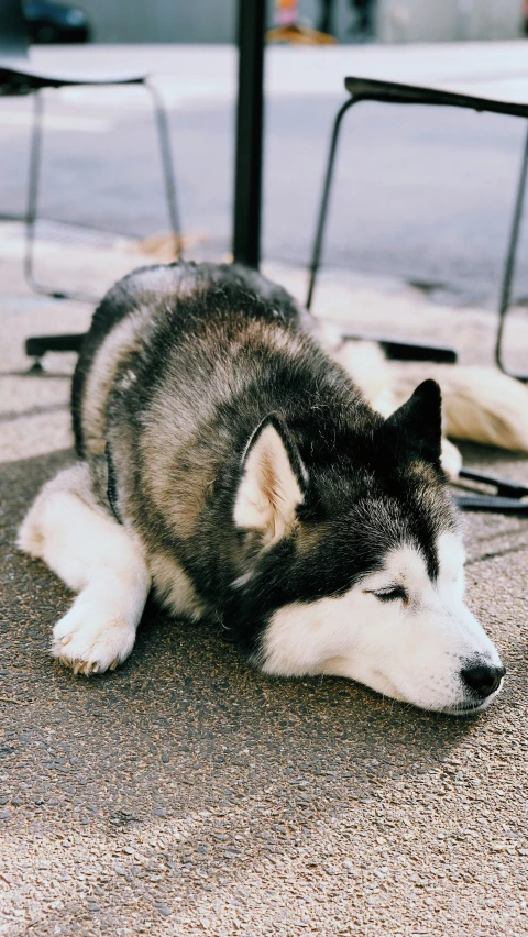 a dog lying on the street next to three metal chairs