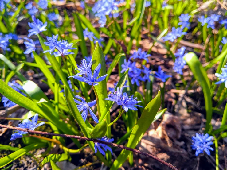 a bunch of blue flowers that are in the grass