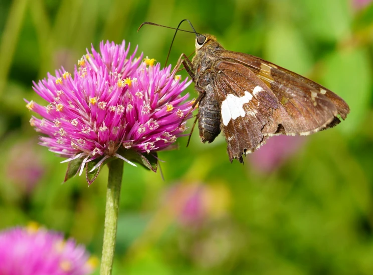 a close up of a flower and a erfly