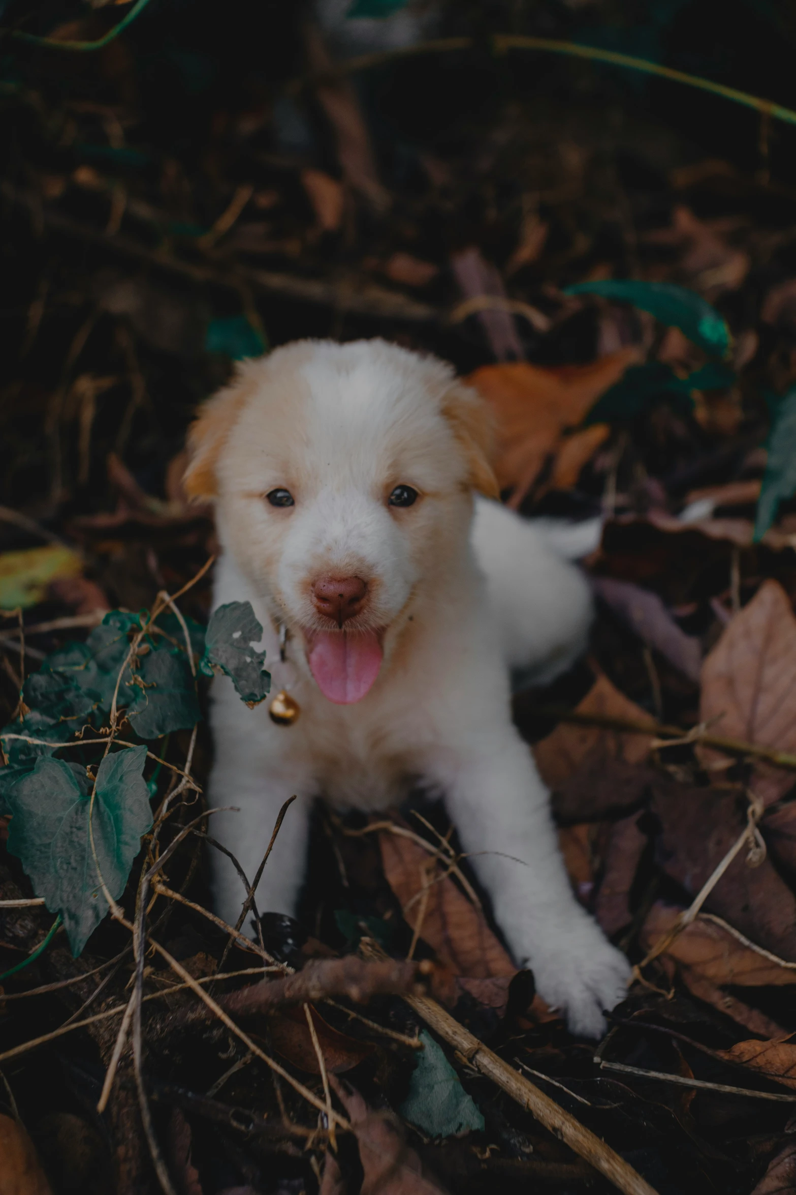 a small puppy in the ground with leaves