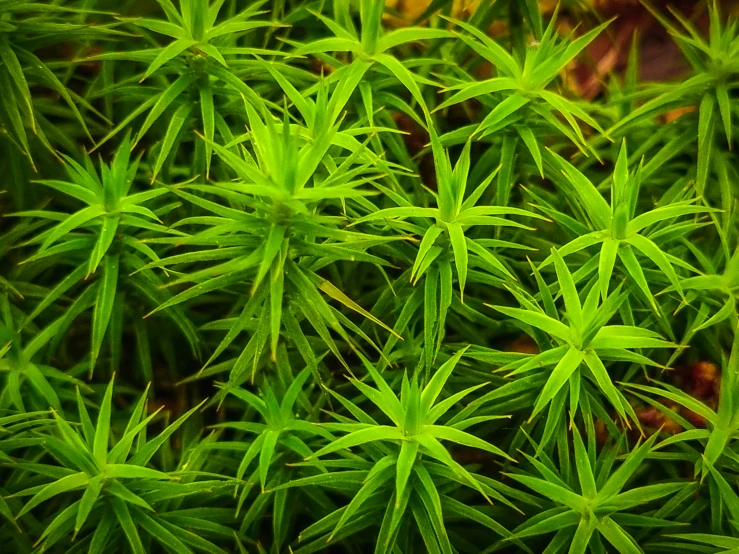 green vegetation with leaves is seen in this image