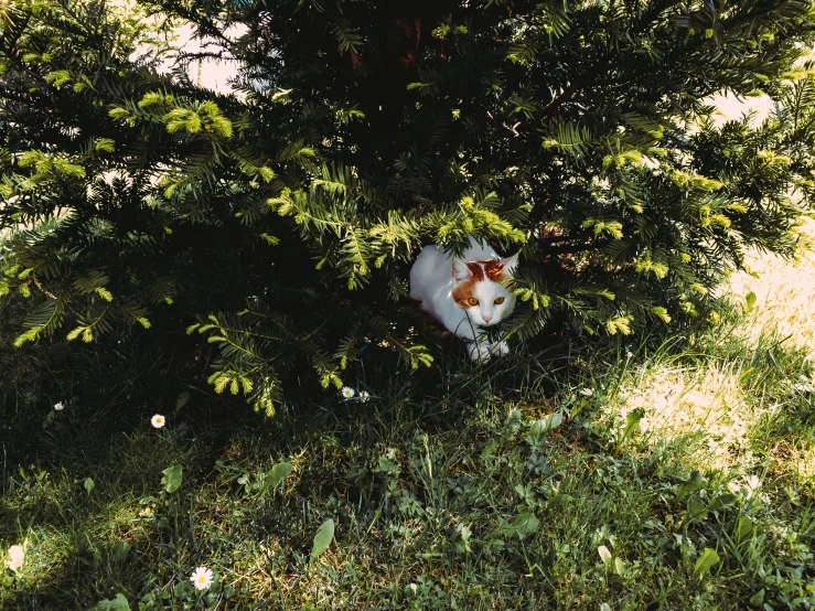 a white cat laying in the middle of some bushes