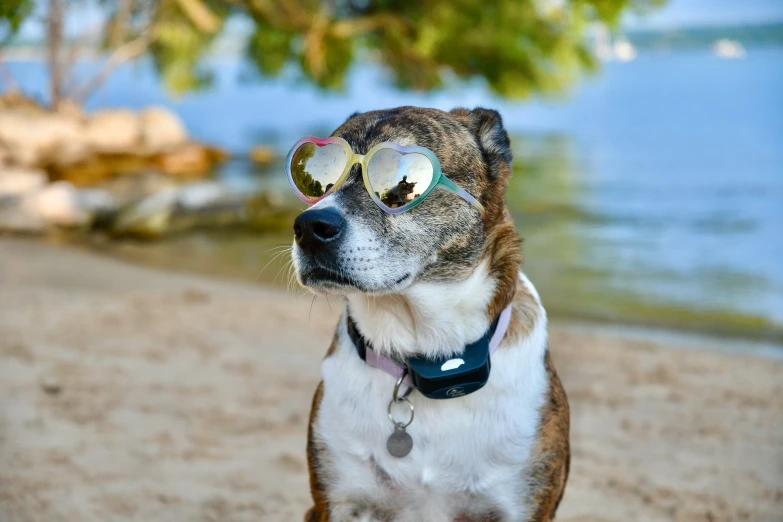 a dog wearing a sunglasses on the beach