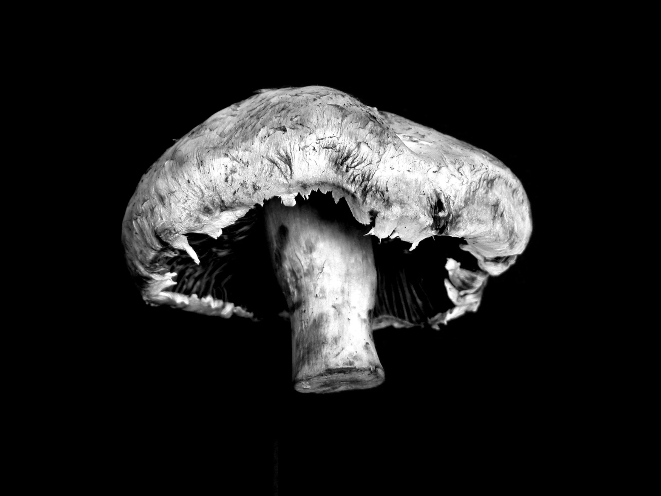 a small, very dark picture of an mushroom