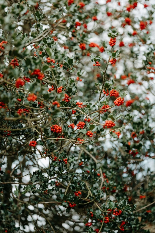 a nch with red fruits against a blue sky