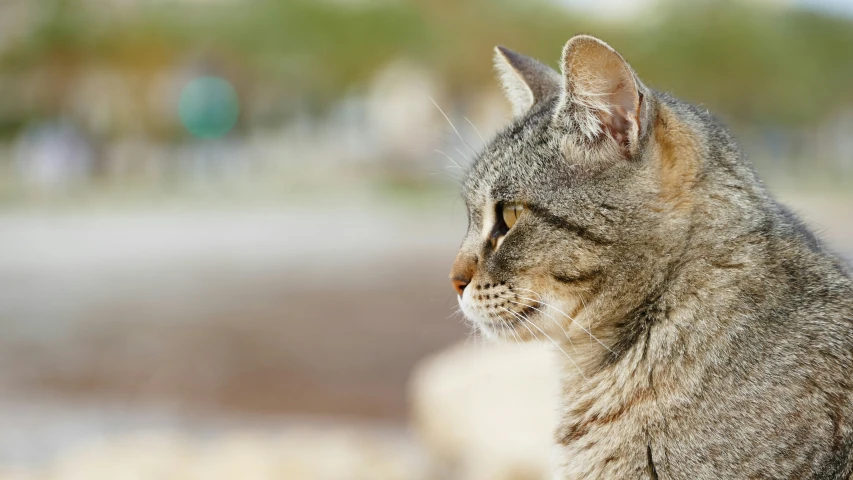 an adult cat is sitting looking into the distance