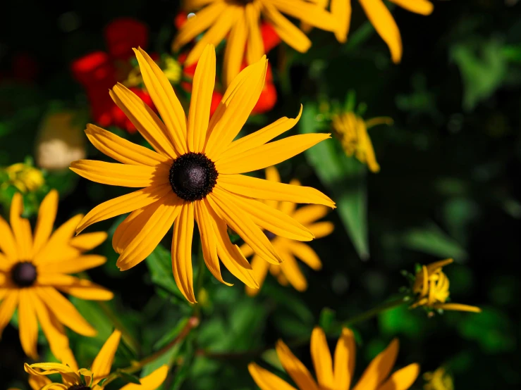 yellow flowers blooming all the way through green leaves