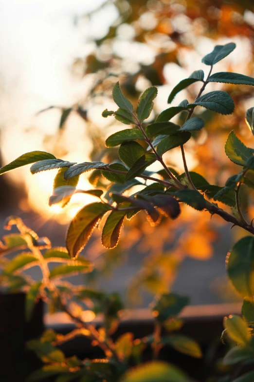 green leaves at sunset near an outdoor structure