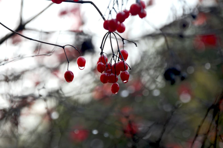 some red berries that are hanging from a tree