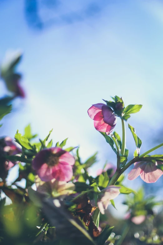 the top of a single flower with a bright blue sky in the background