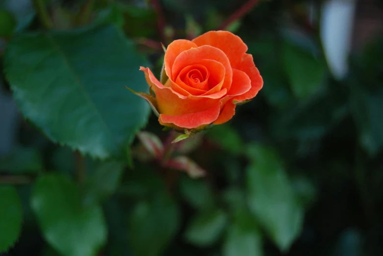 the bright orange flower is standing out of the leaves