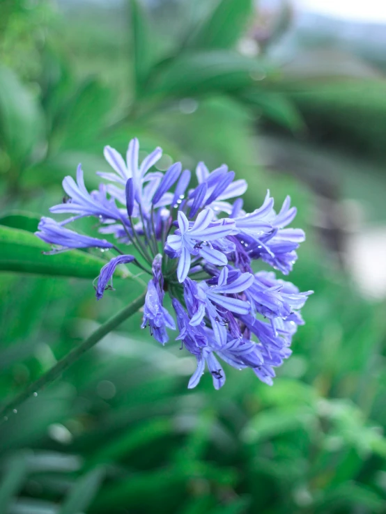 a flower growing outside with some leaves