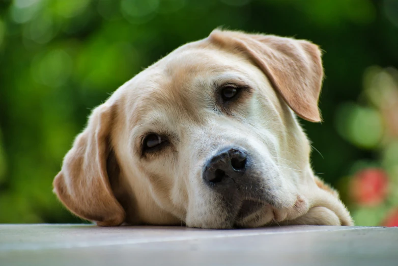 a dog with it's head resting on its paw