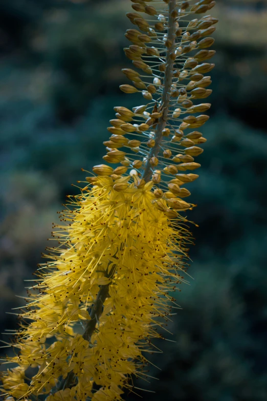 a plant with very long yellow needles hanging from it