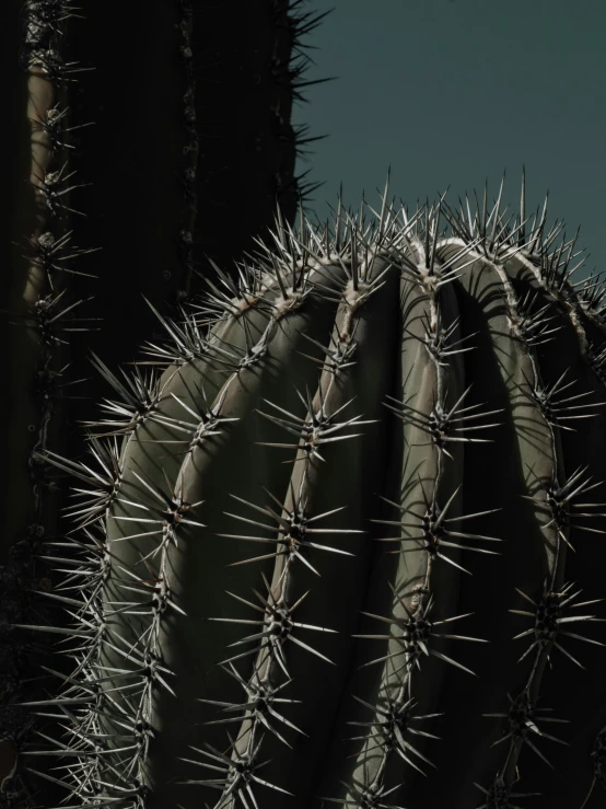 a close up view of some very large cactus