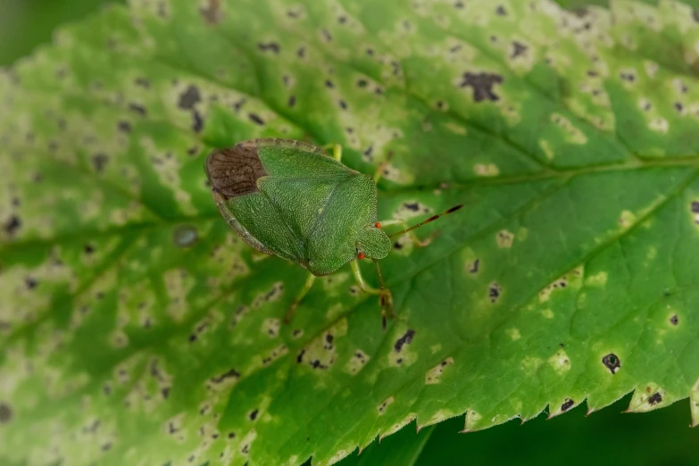 a bug crawling on the green surface of a leaf