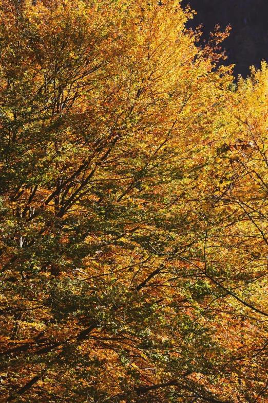 a field filled with yellow trees covered in leaves