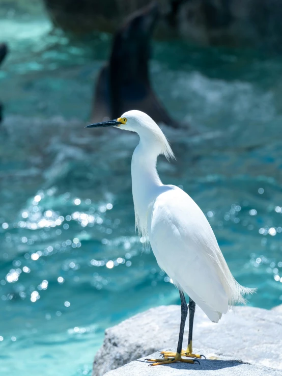 a tall bird stands on a rock in a pool