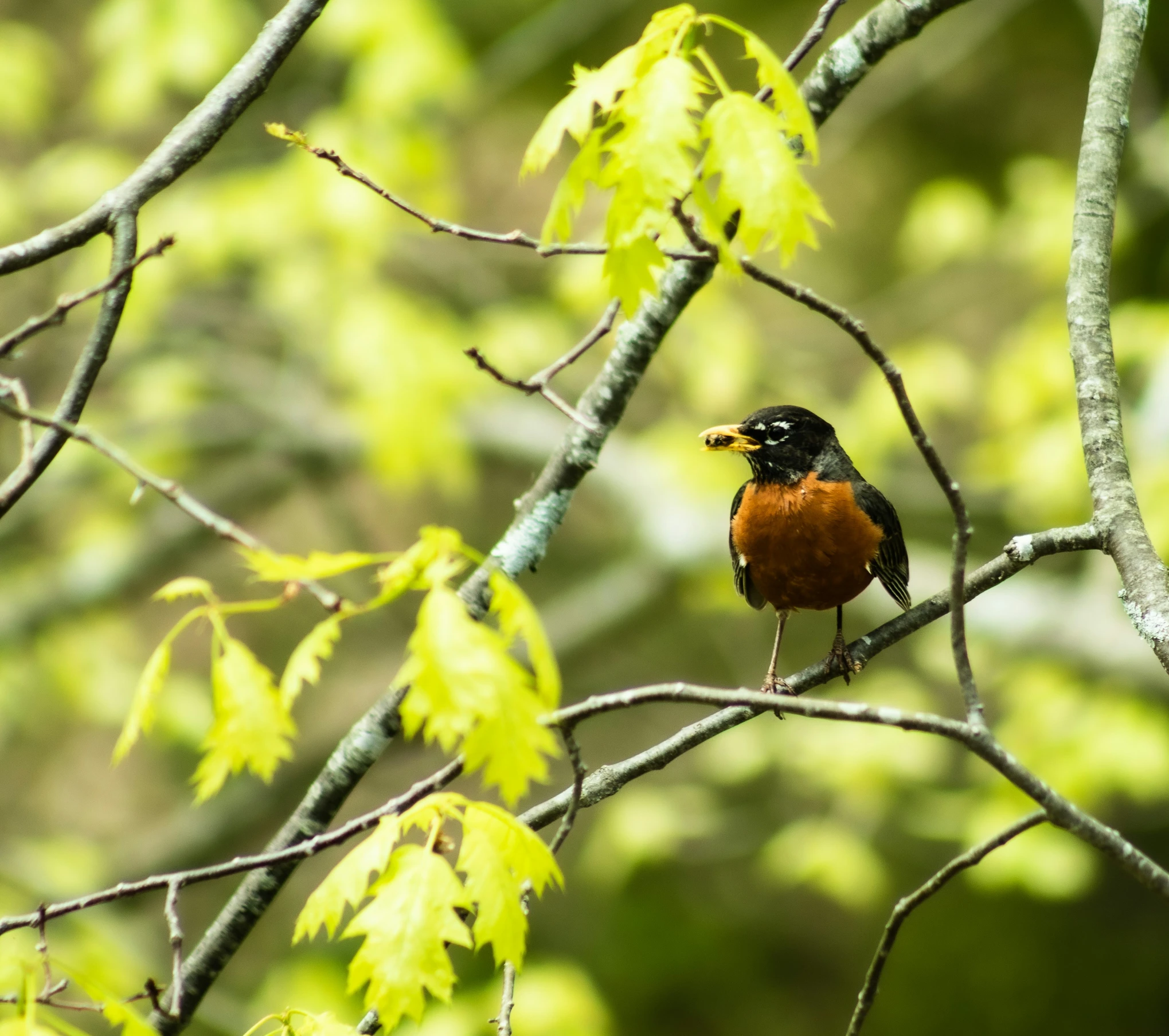 a black, red and orange bird sitting on a tree nch