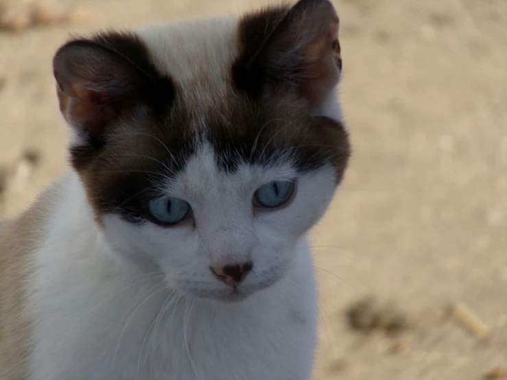 a small black and white cat with blue eyes