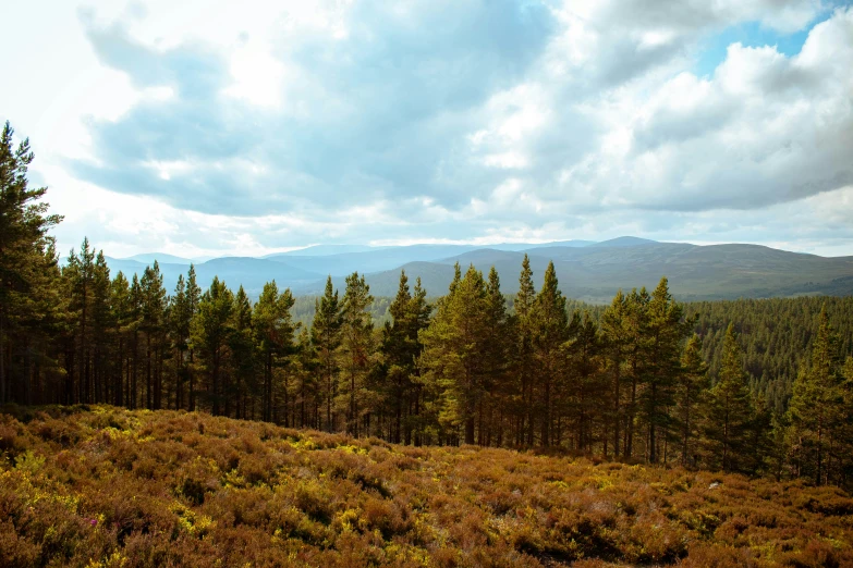 many trees with no leaves on them on a hill