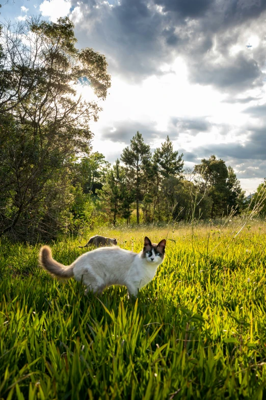 a cat walking through the grass in the sun