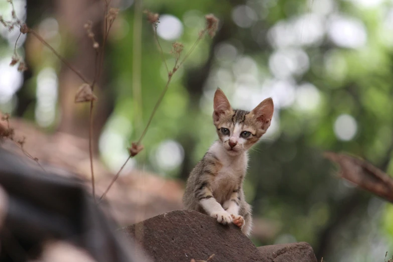 a small cat sitting on top of a brown rock