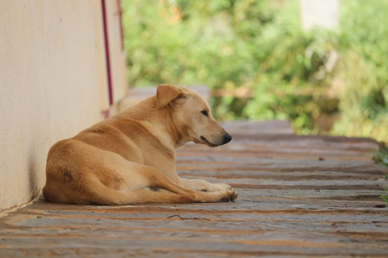a dog is laying against the wall near some grass