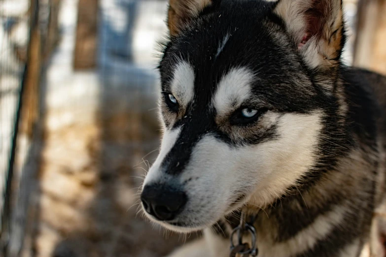 a husky dog in winter attire looking at the camera