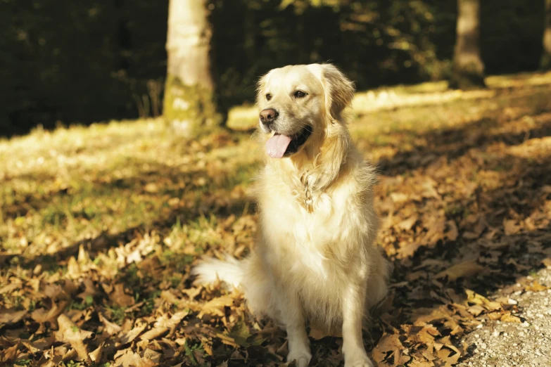 an adult golden retriever dog is panting