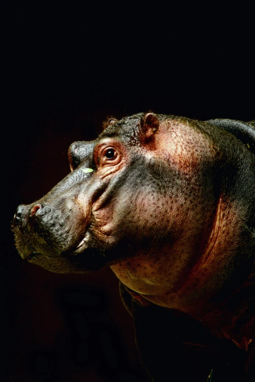 a hippopotamus looking upward in the dark