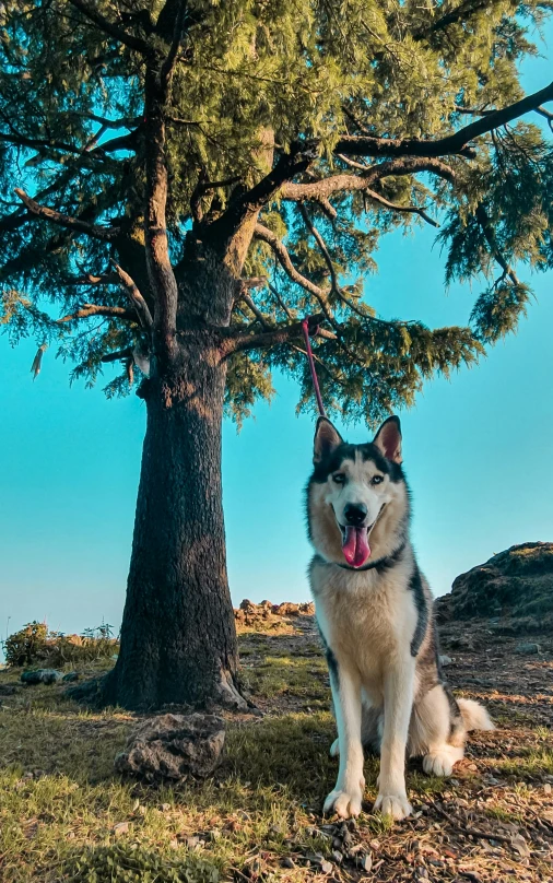 a dog sits underneath the shade of a tree with a panting look