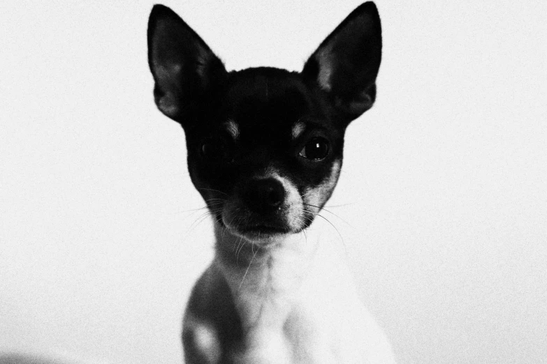 a black and white dog sitting up against a wall