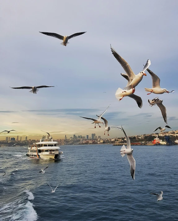 a group of seagulls fly over a boat on the water