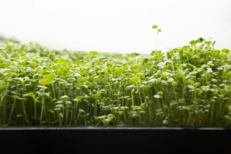 an area of grass with leaves on each side and some smaller sprouts