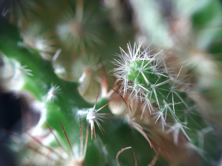 a close up of a green plant with white flowers