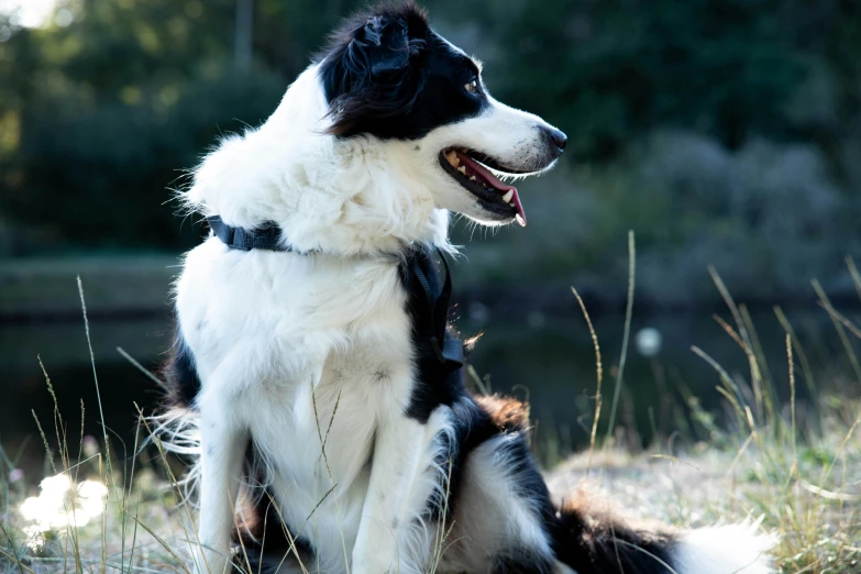 a black and white dog is standing in the grass