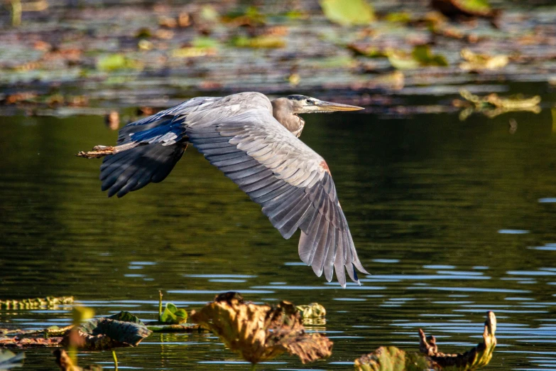 a large bird is flying over the water