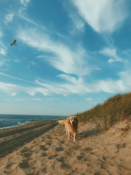 a dog stands on a beach looking back at the ocean