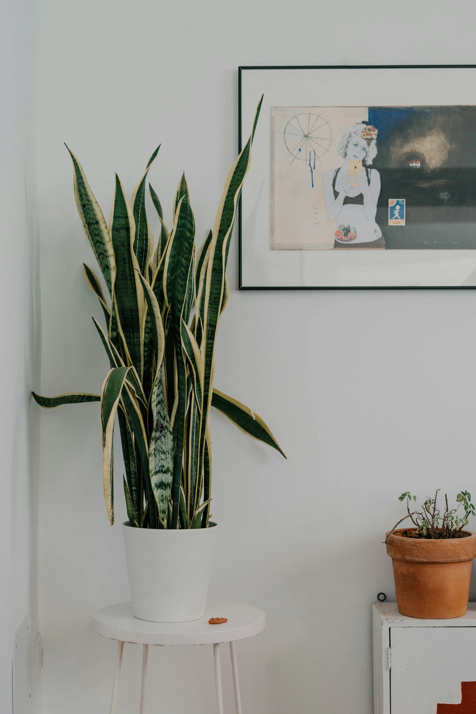 a house plant and some other plants in front of a white wall