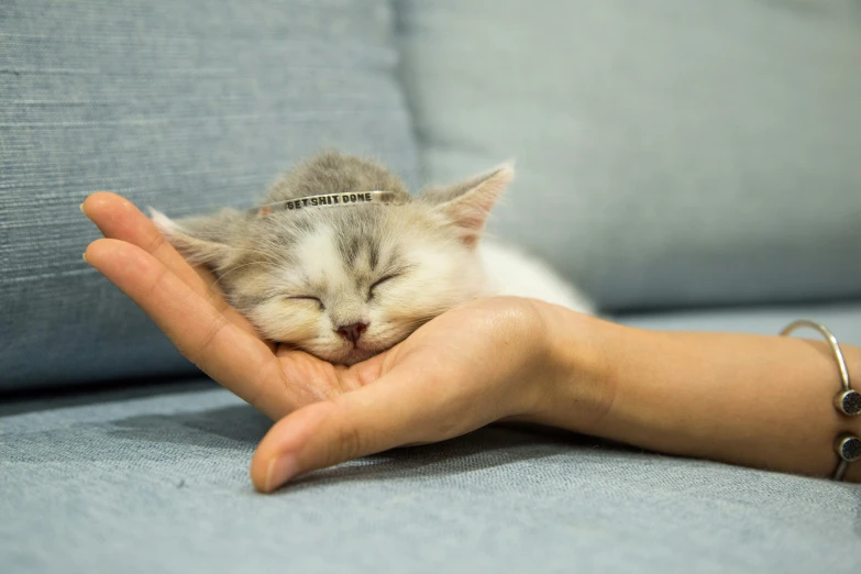 a small cat with its face in a persons hand