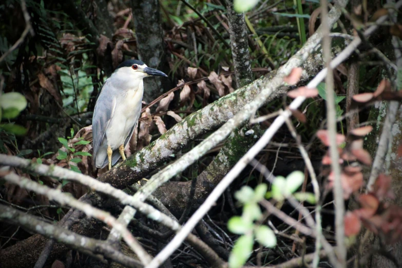 a bird sitting on top of a tree nch