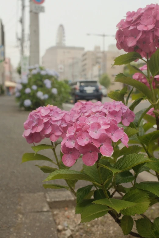 the hydrant is very blooming along the side of the road