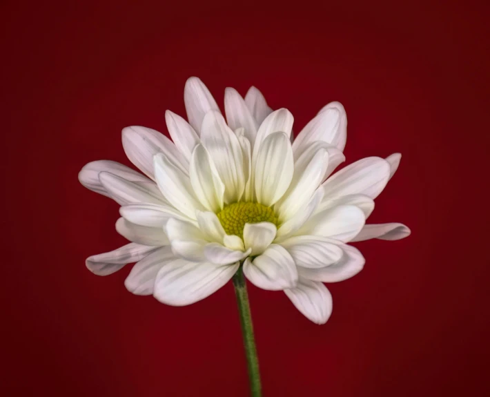 a flower with white petals with dark red background