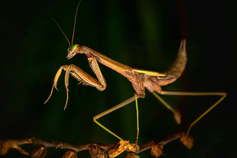 a large insect is standing on a nch