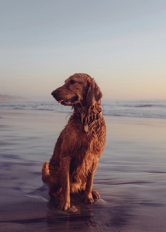 a golden retriever is sitting on the beach looking out into the ocean