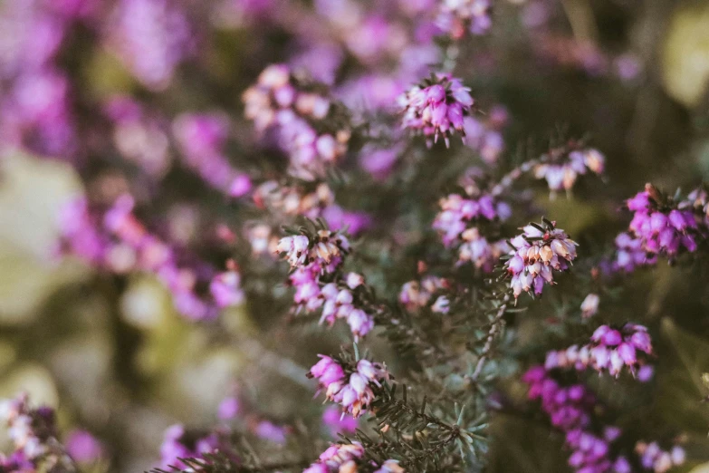 purple flowers blooming out of a green plant